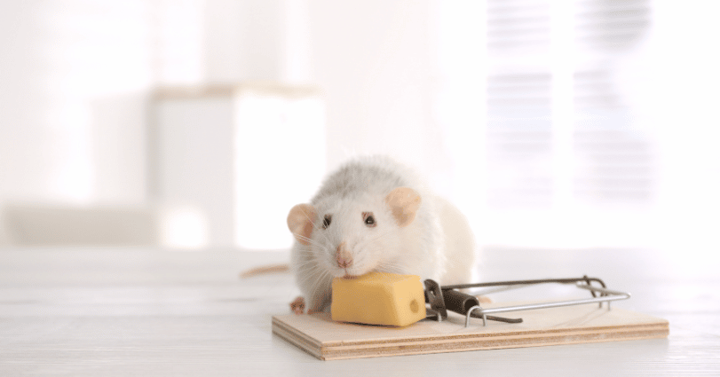 Ratten en muizenbestrijding kosten